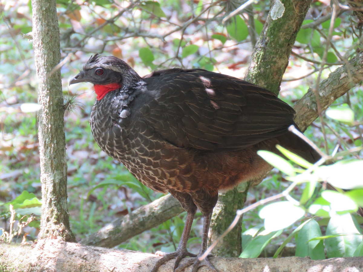 Rusty-margined Guan - ML644306762