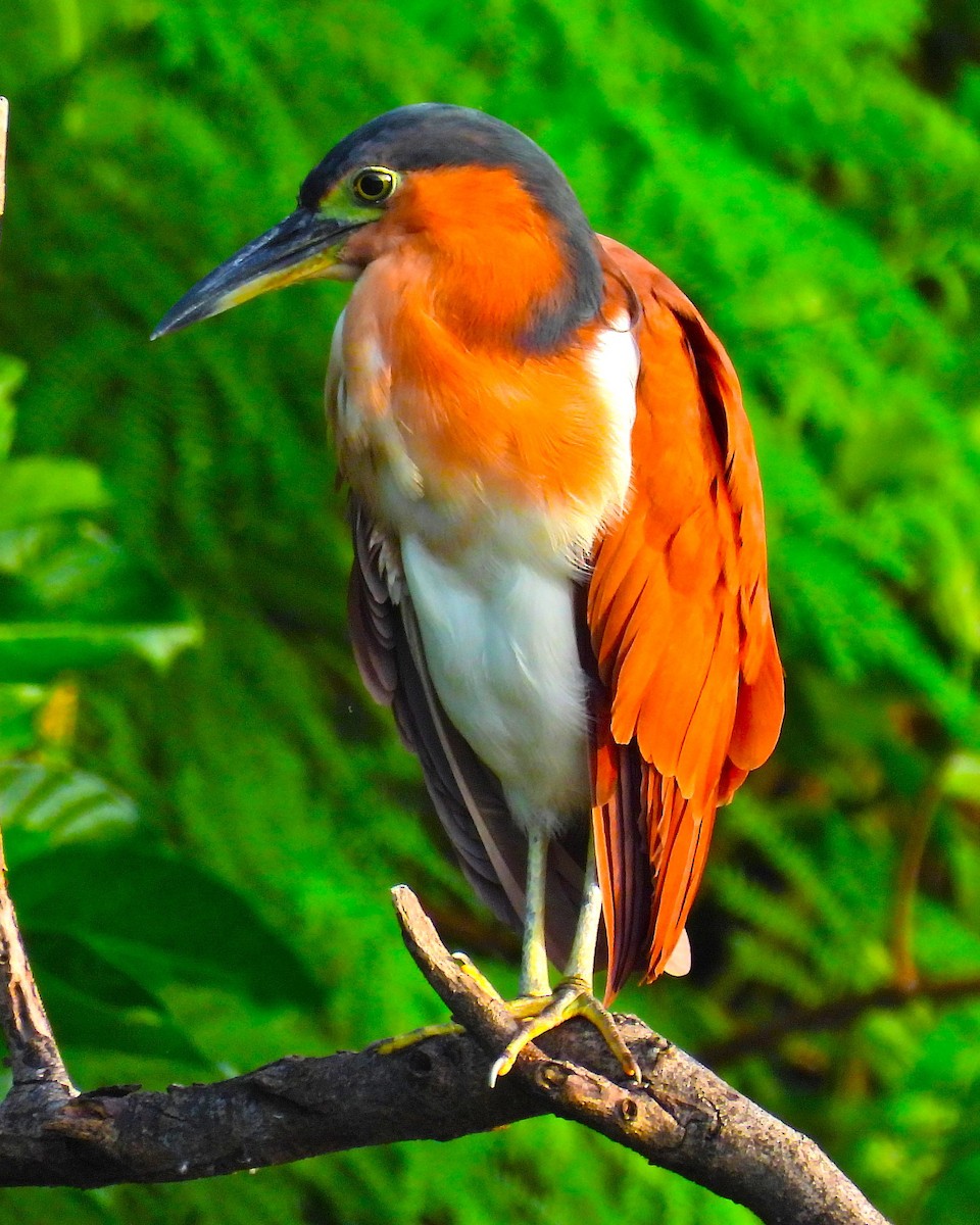 Nankeen Night Heron - ML644306763
