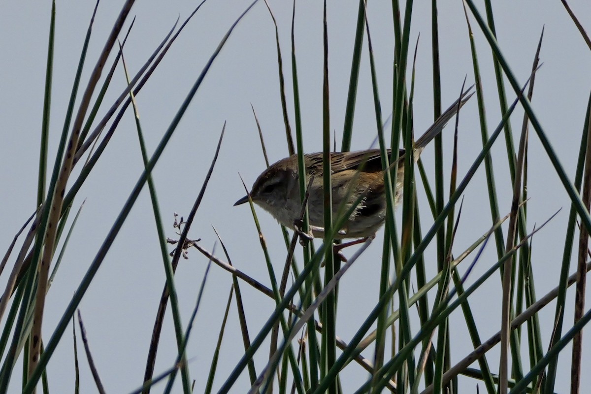 Little Grassbird - ML644306764