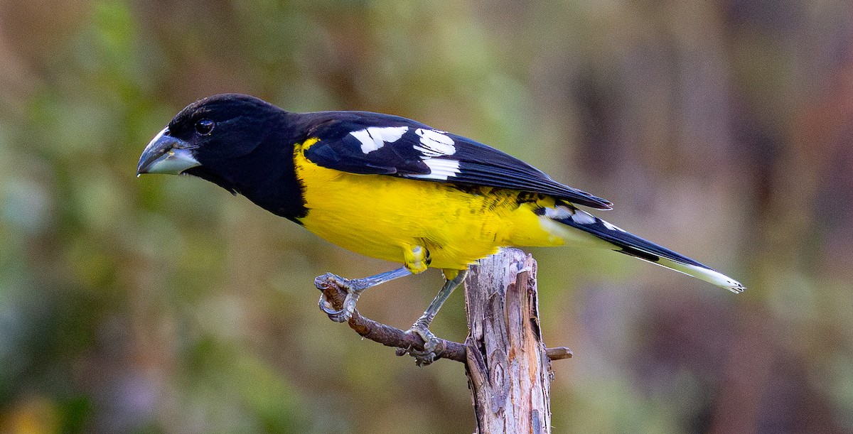 Black-backed Grosbeak - ML644306765