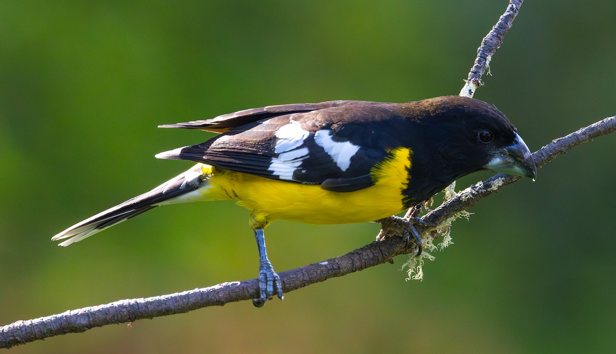 Black-backed Grosbeak - ML644306766