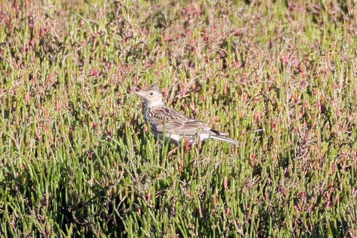 Eurasian Skylark - ML644306767