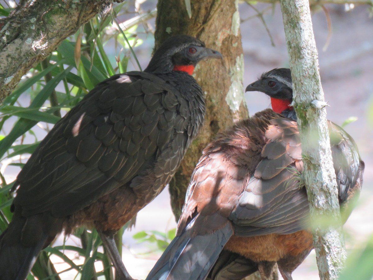 Rusty-margined Guan - ML644306768