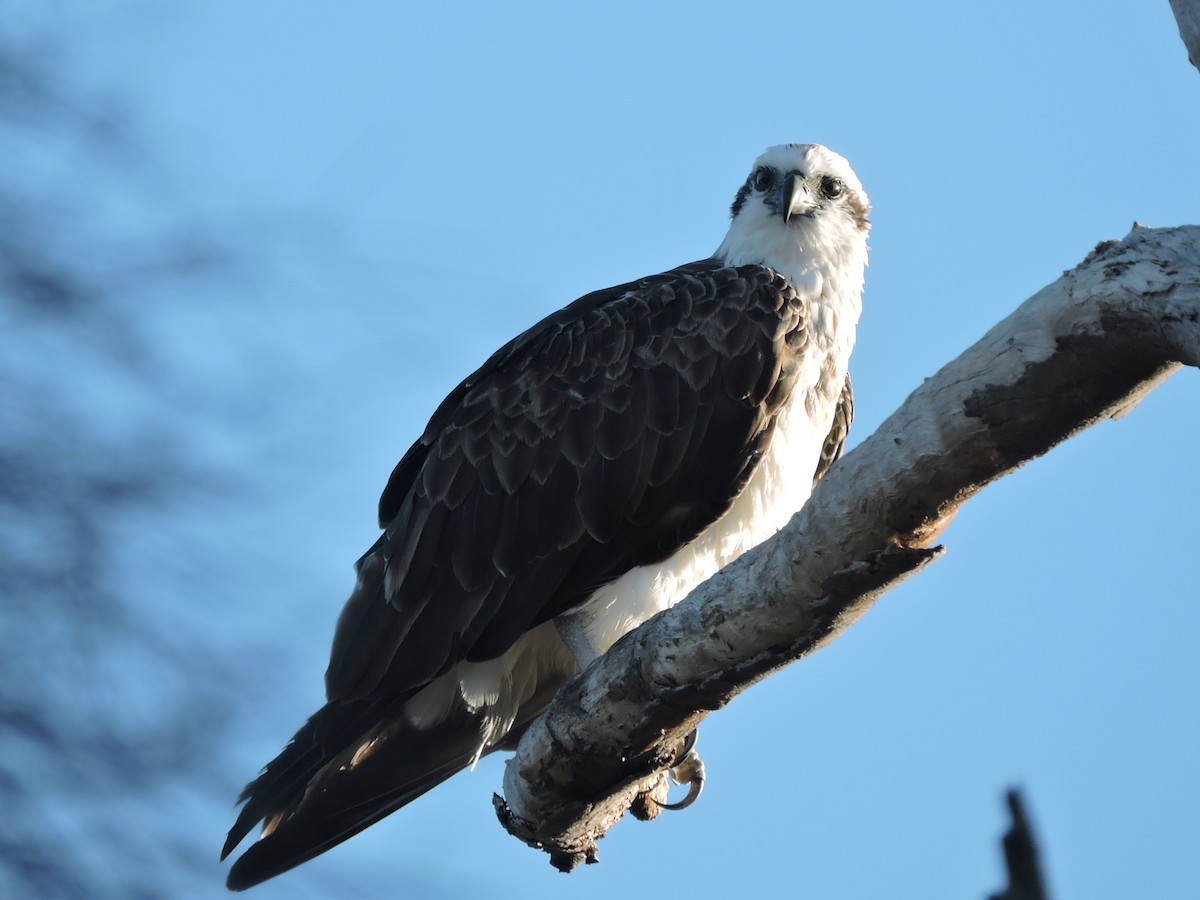 Osprey - ML644306769