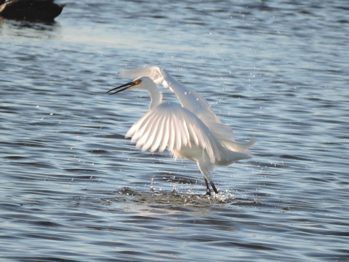 Little Egret - ML644306771