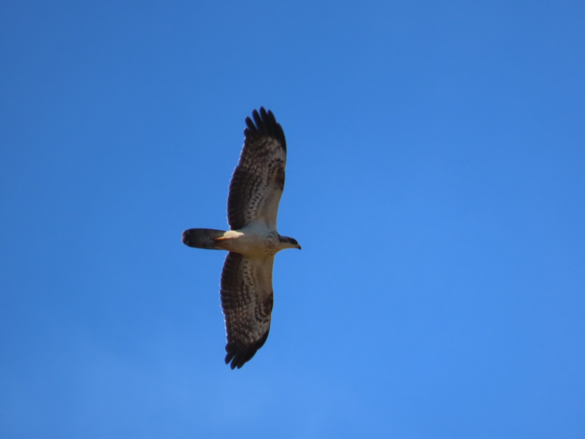 European Honey-buzzard - ML644306772