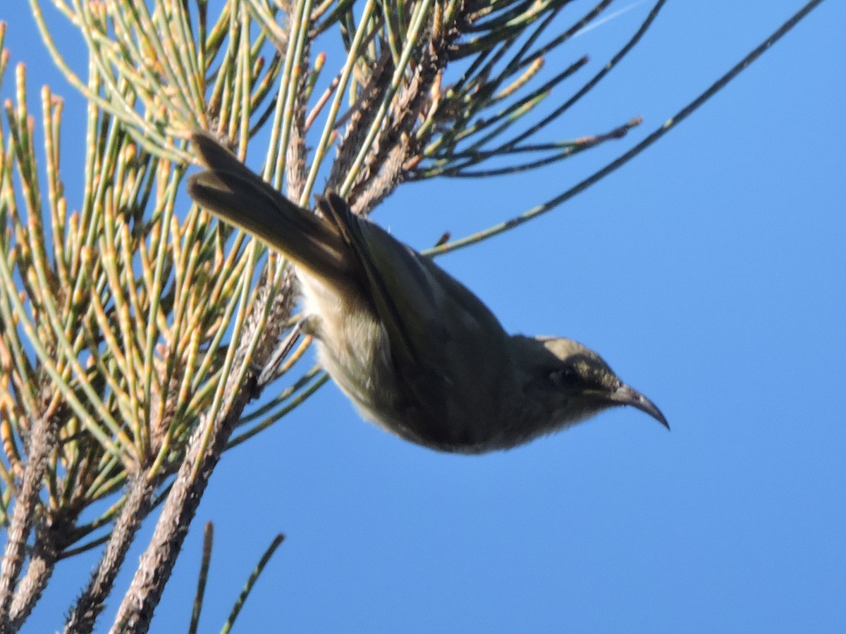 Brown Honeyeater - ML644306773