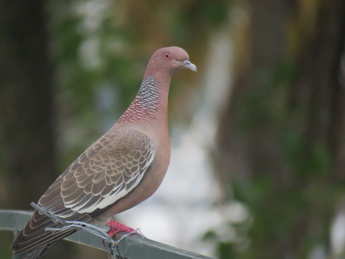 Picazuro Pigeon - ML644306774