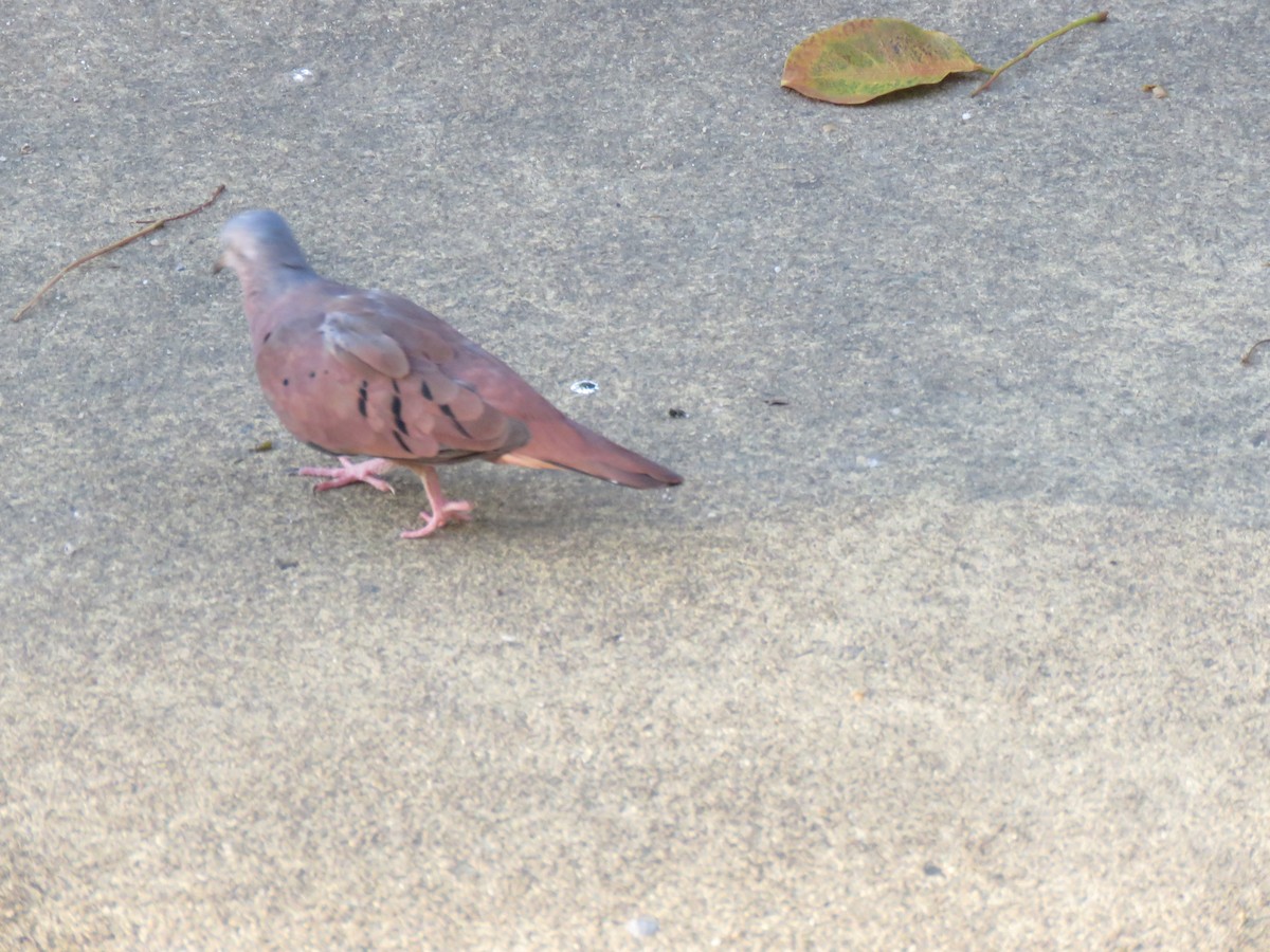 Ruddy Ground Dove - ML644306778