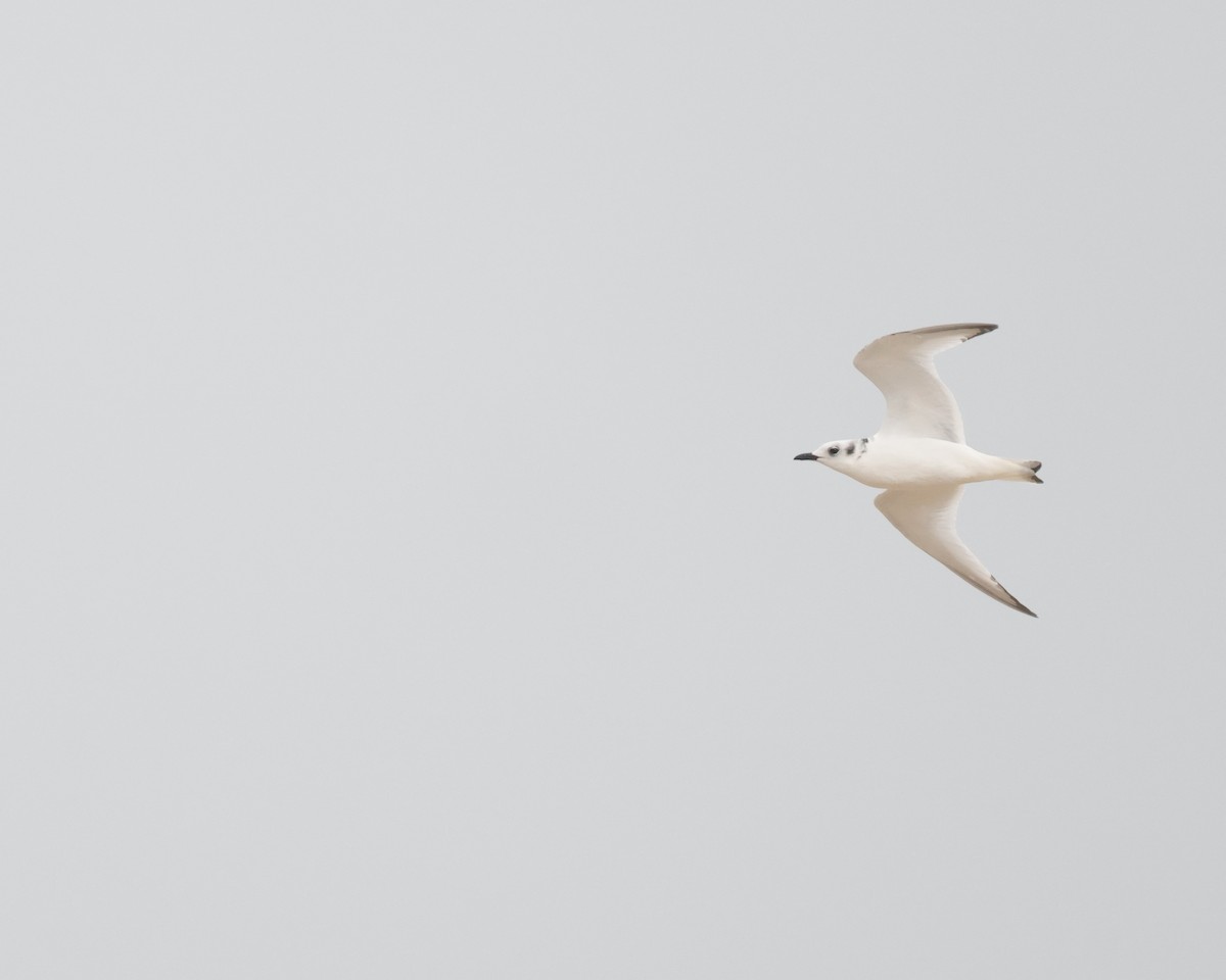 Black-legged Kittiwake - ML644306779