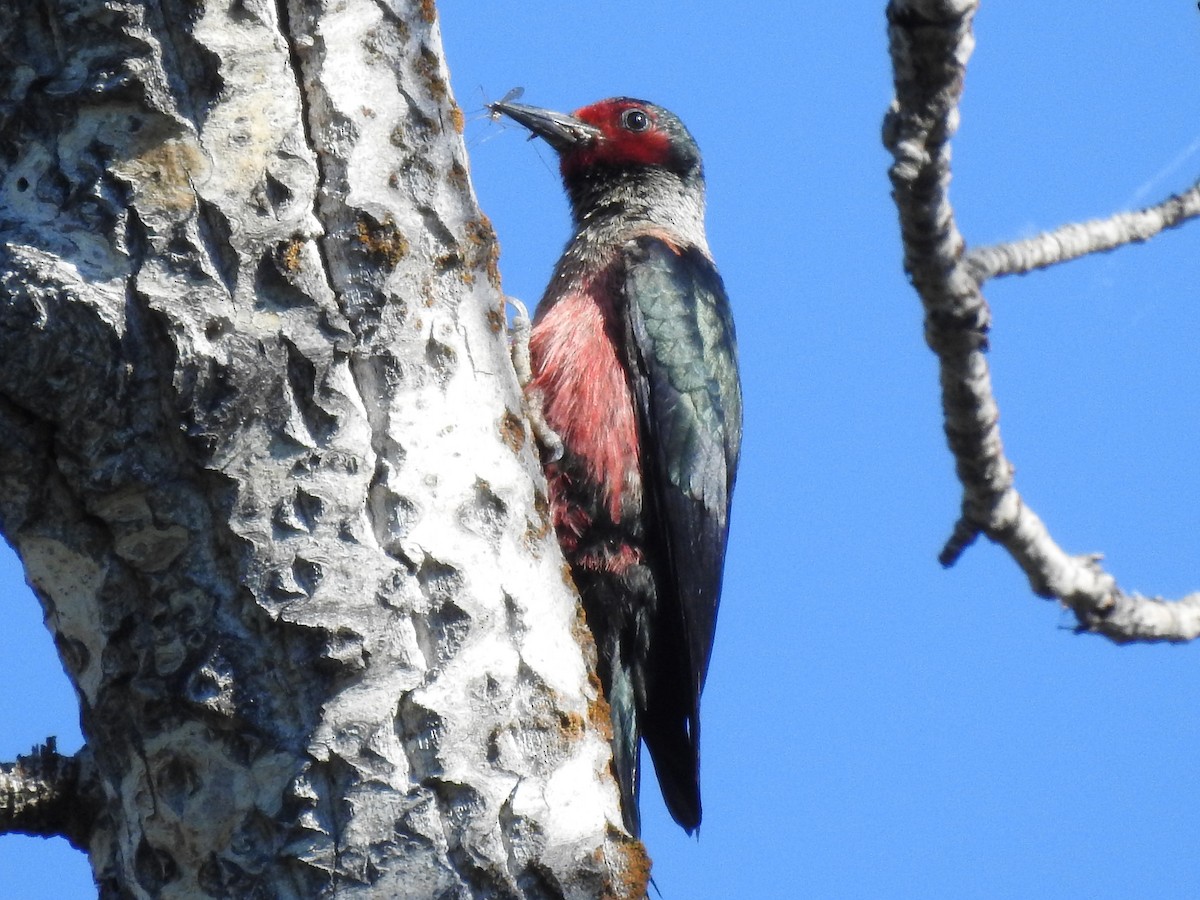 ルイスキツツキ - ML644306799