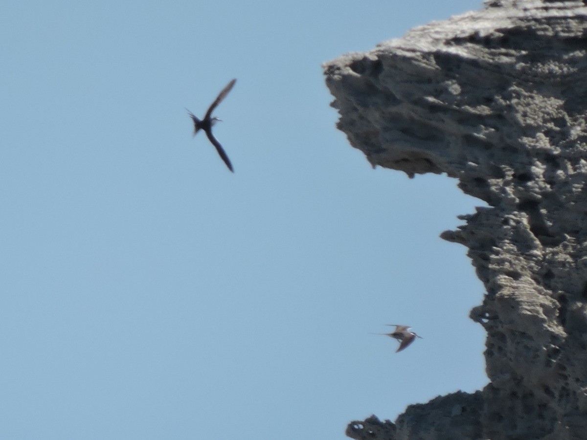 マミジロアジサシ - ML644306800