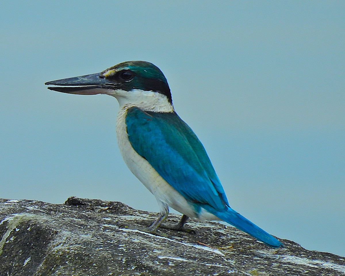 Collared Kingfisher - ML644306806