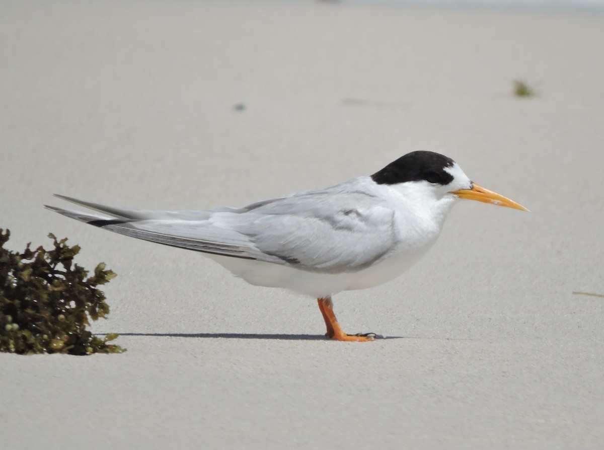 alveterne - ML644306808