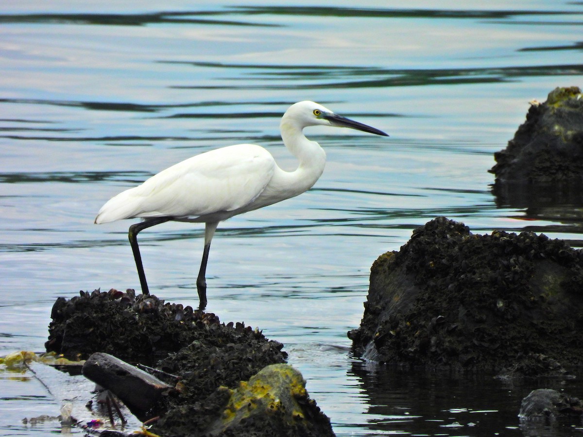 Little Egret - ML644306819