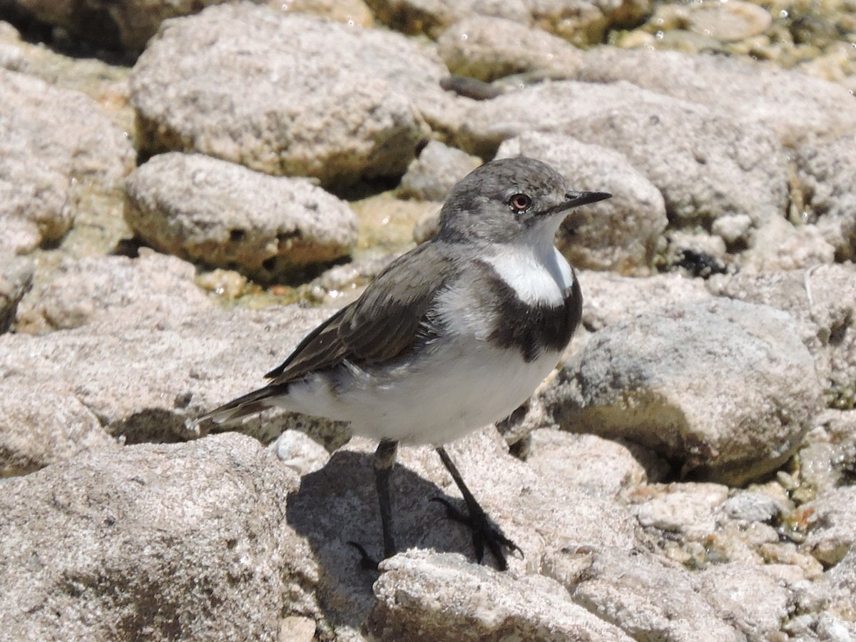 Alaca Çayır Balkuşu - ML644306822