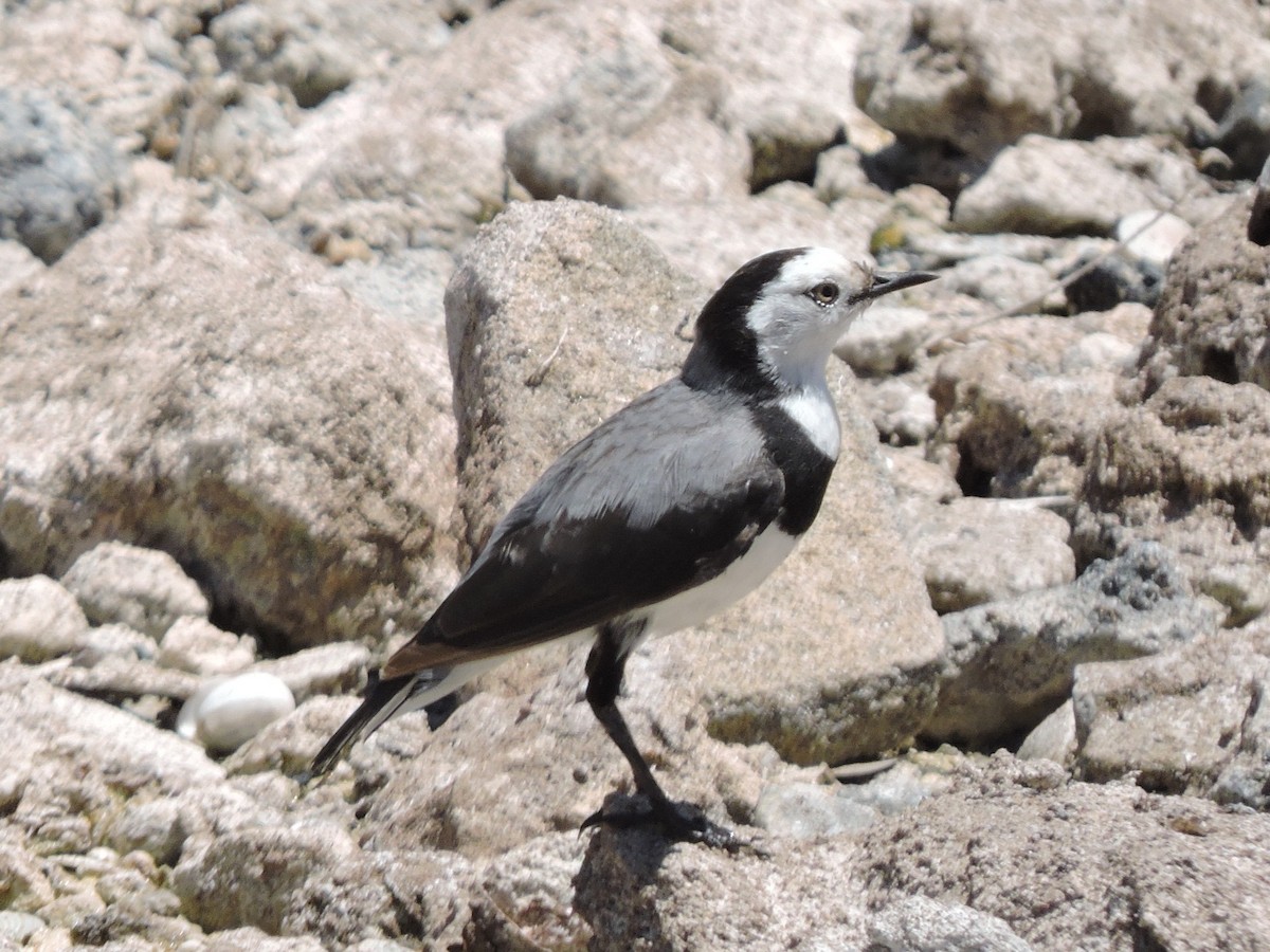 Alaca Çayır Balkuşu - ML644306827