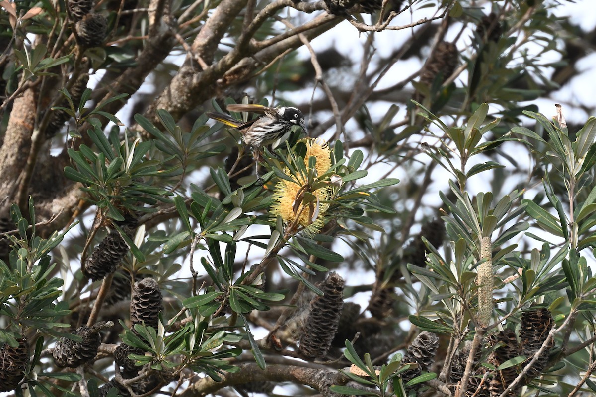 New Holland Honeyeater - ML644306829