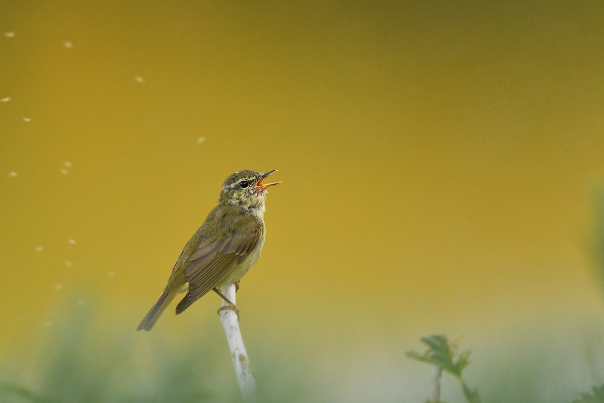 Вівчарик японський - ML644306839