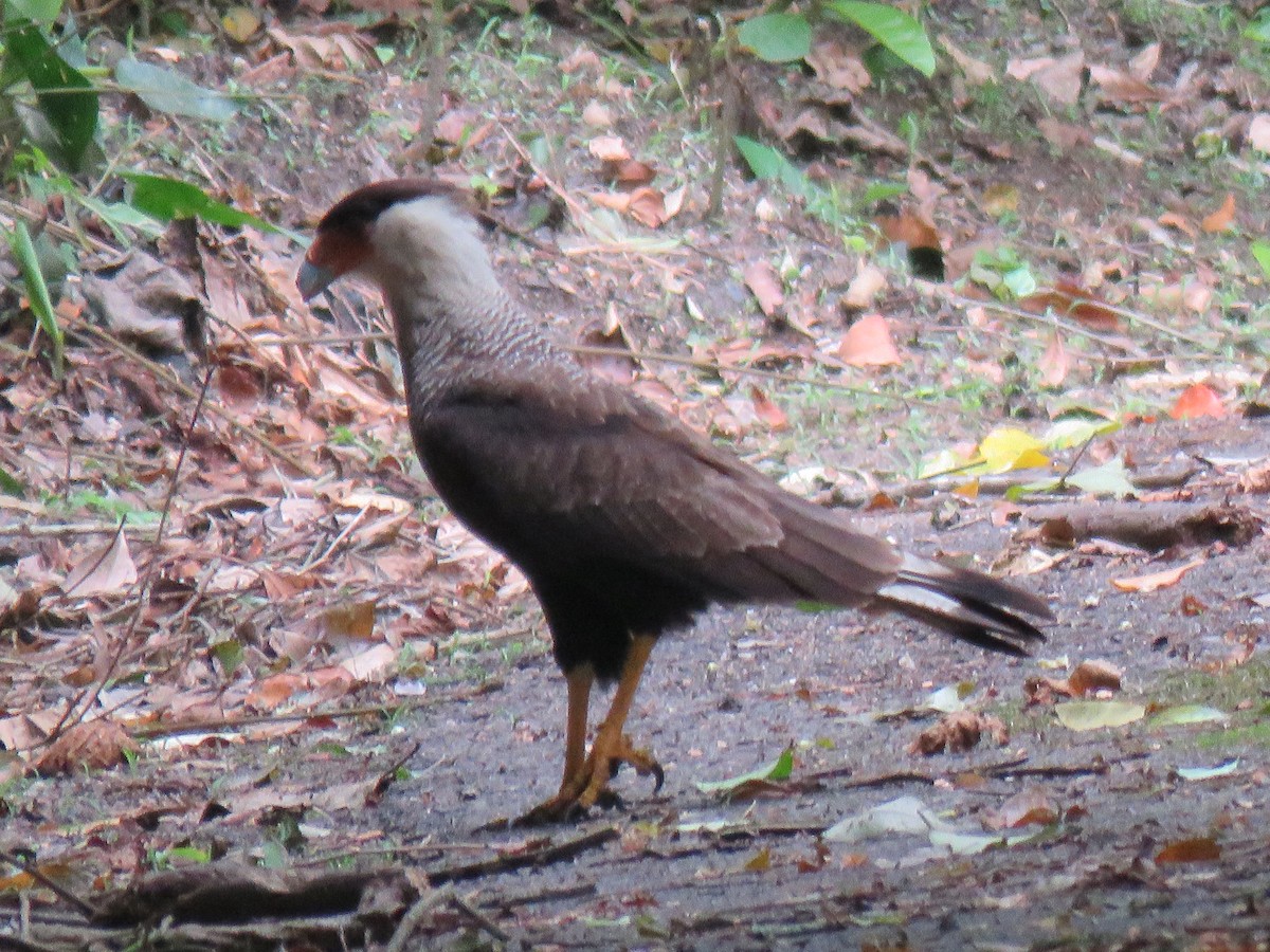 ミナミカラカラ - ML644306846