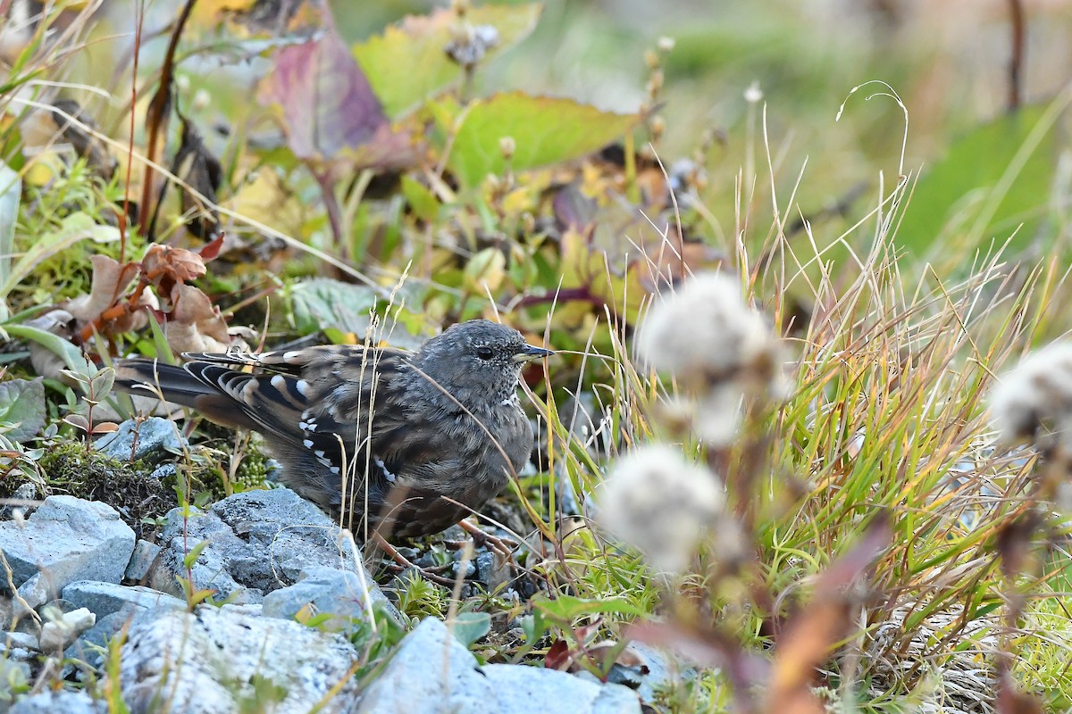 Sordone - ML644306856