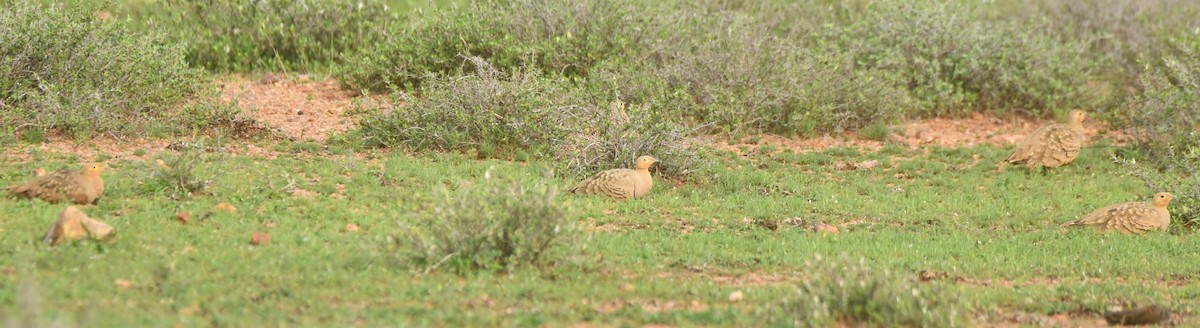 Ganga azpiarrea - ML644306860