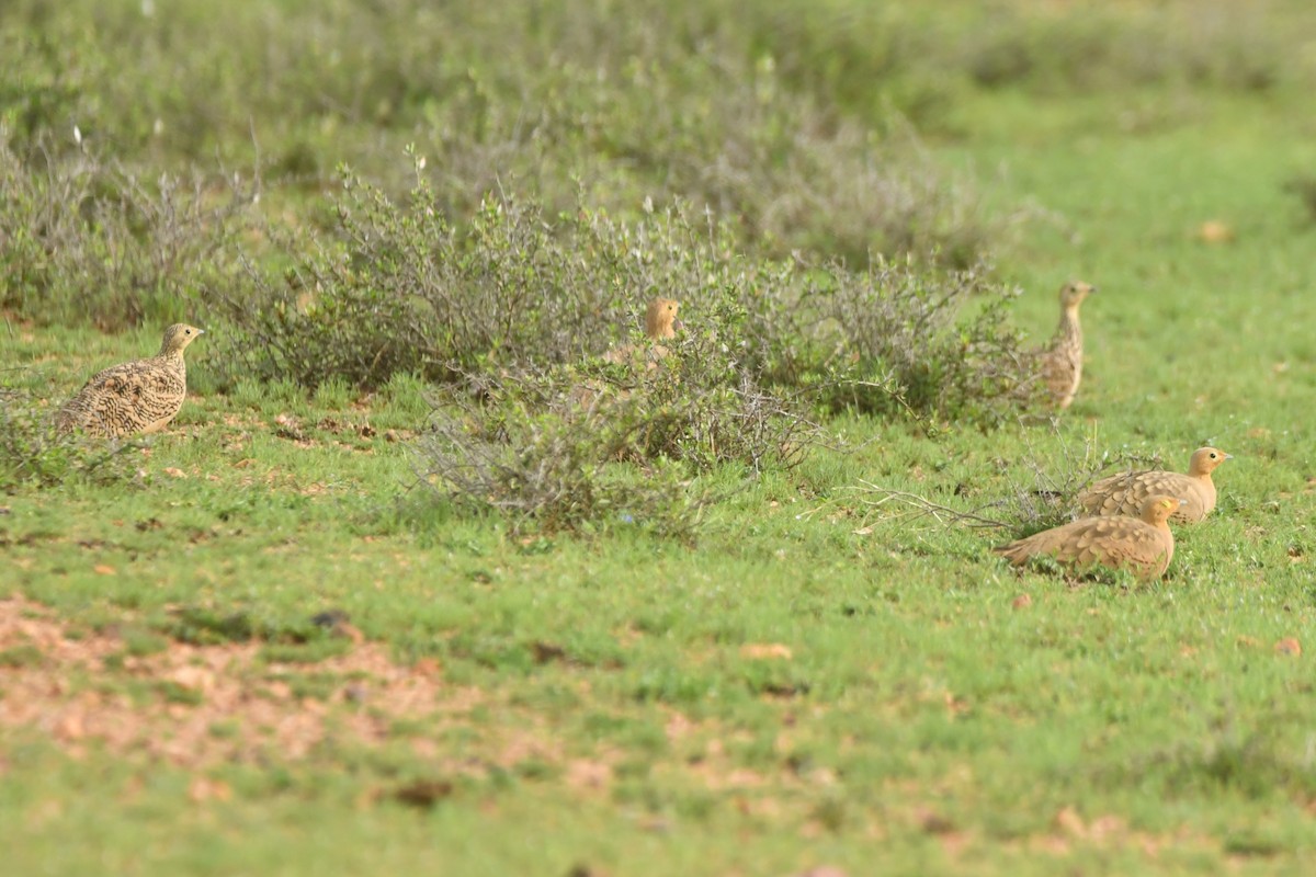 Ganga azpiarrea - ML644306861
