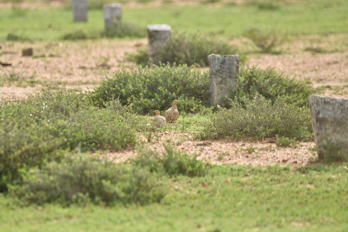 Chestnut-bellied Sandgrouse - ML644306864