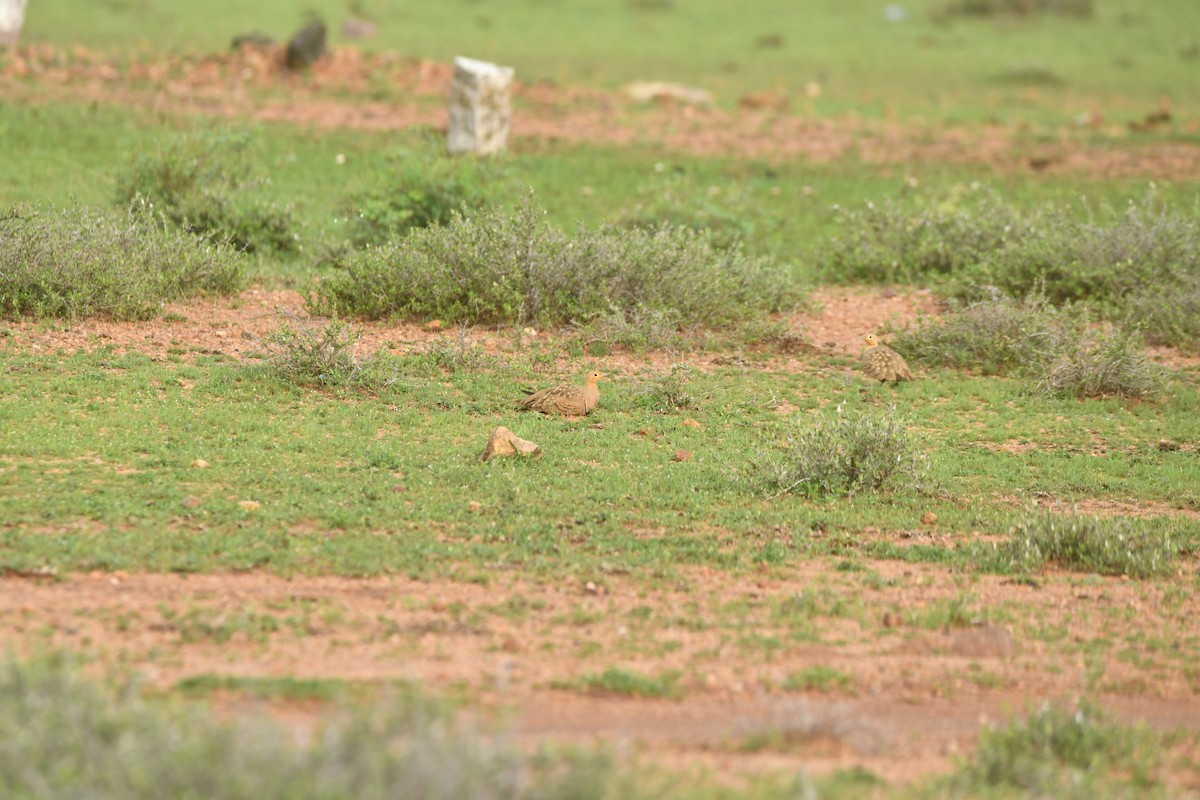 Chestnut-bellied Sandgrouse - ML644306865