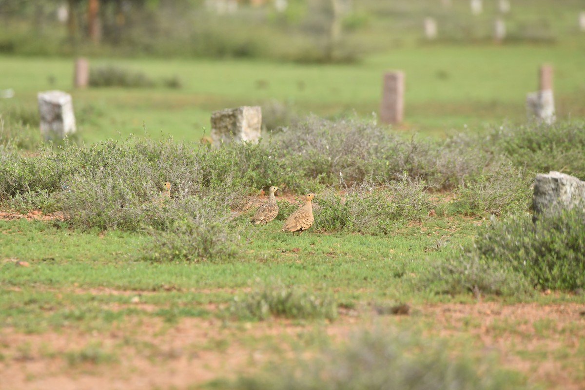 Chestnut-bellied Sandgrouse - ML644306866