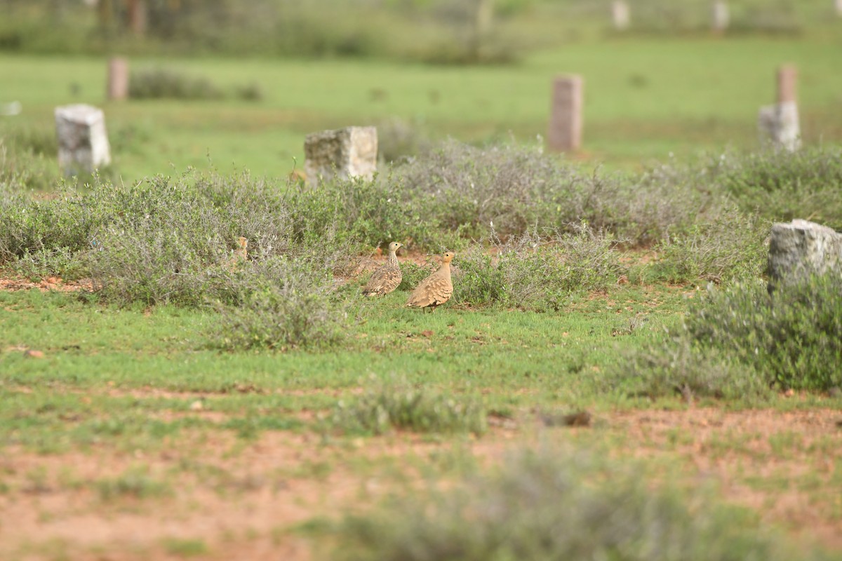 Chestnut-bellied Sandgrouse - ML644306867