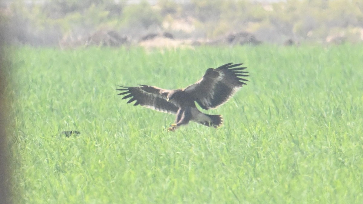 Steppe Eagle - ML644306875