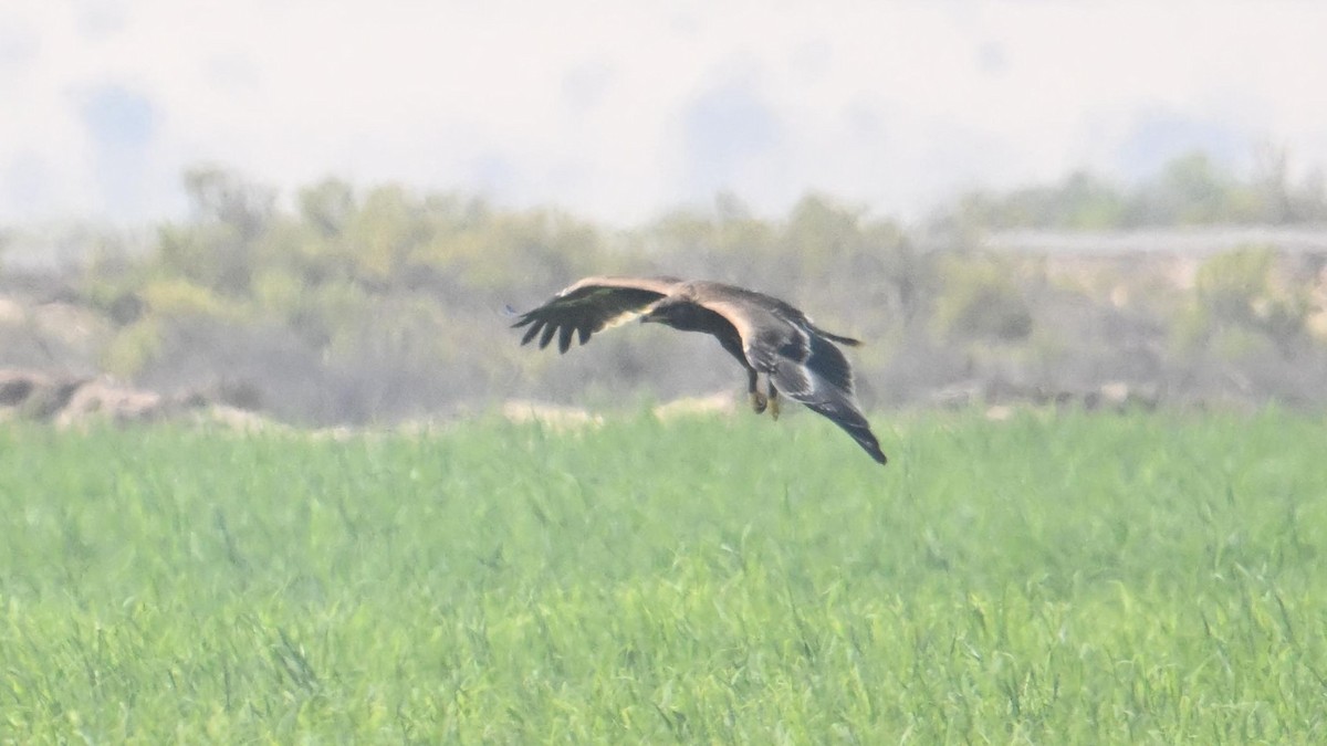 Steppe Eagle - ML644306876