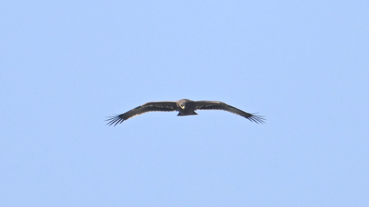 Steppe Eagle - ML644306879