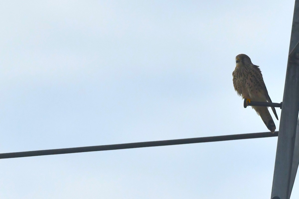 Eurasian Kestrel - ML644306881