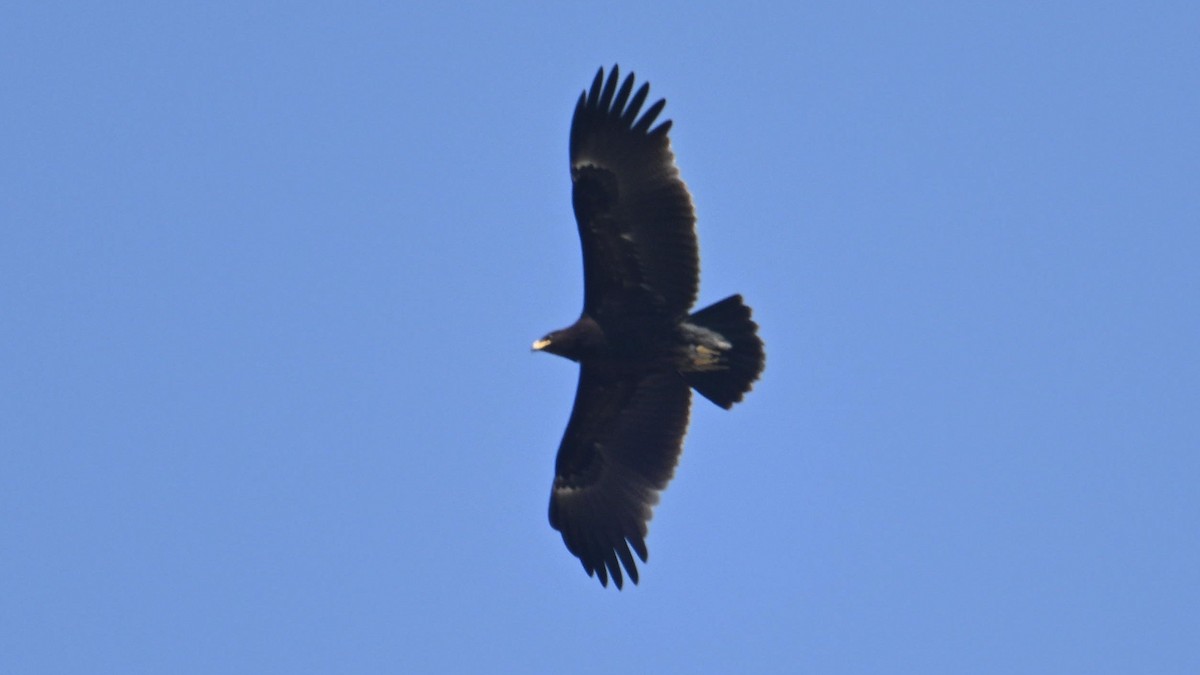 Greater Spotted Eagle - ML644306882
