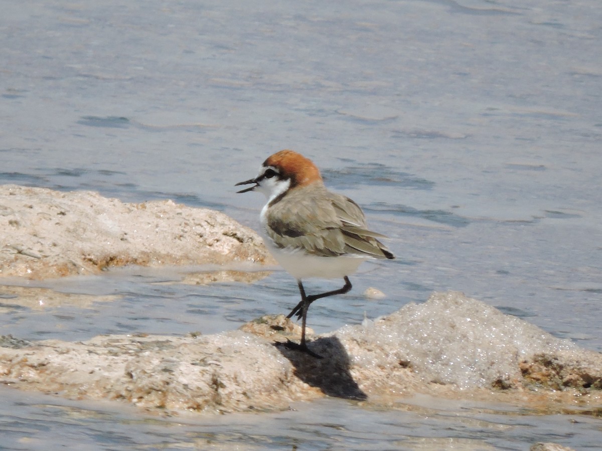 Red-capped Plover - ML644306883