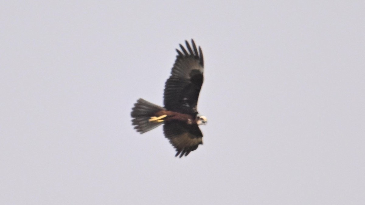 Western Marsh Harrier - ML644306884