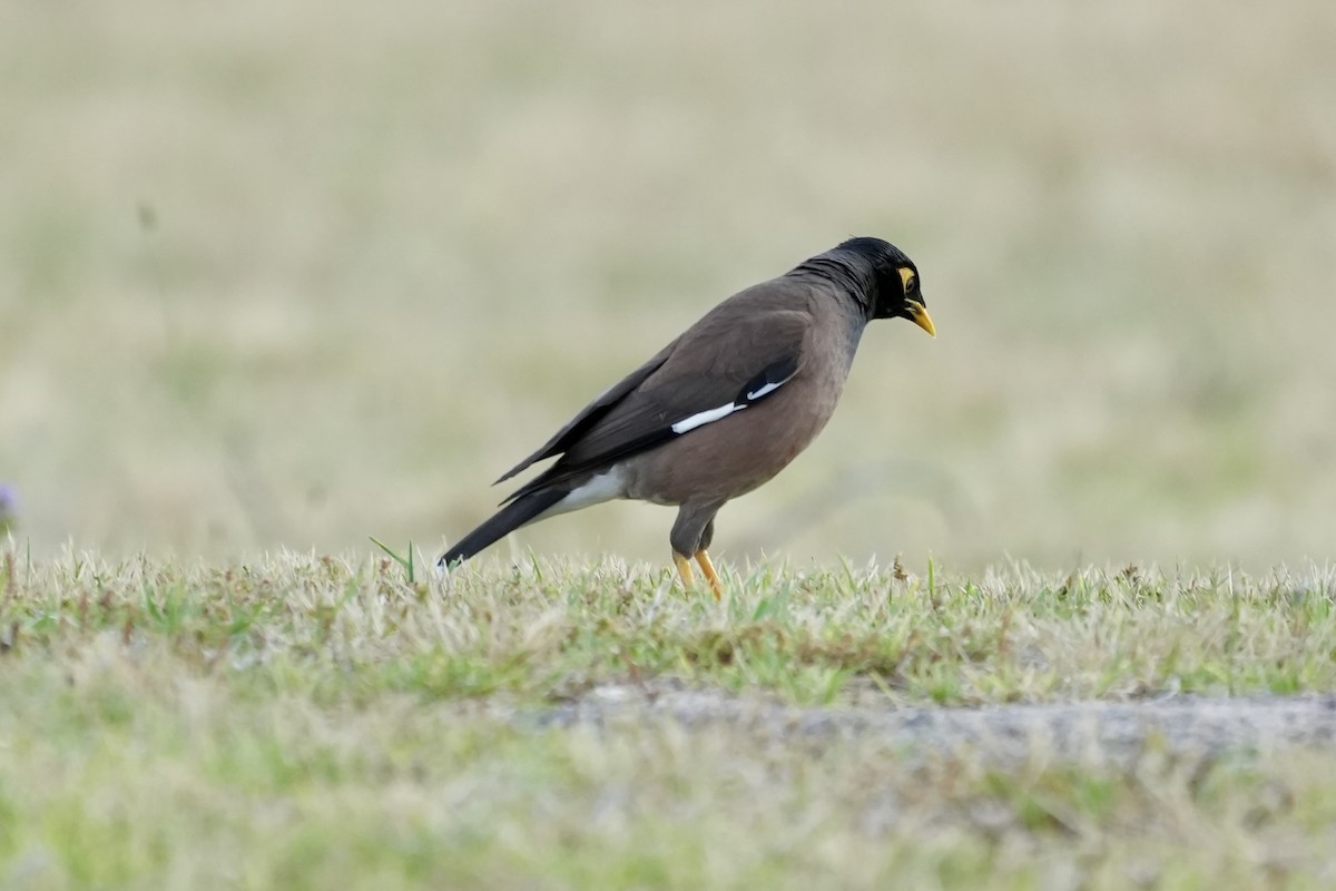 Common Myna - ML644306885