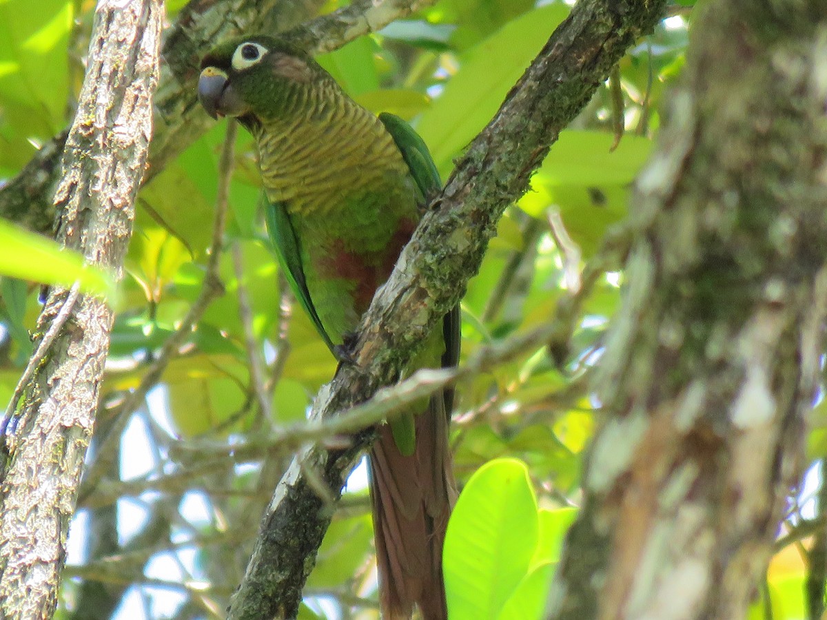 Maroon-bellied Parakeet - ML644306887