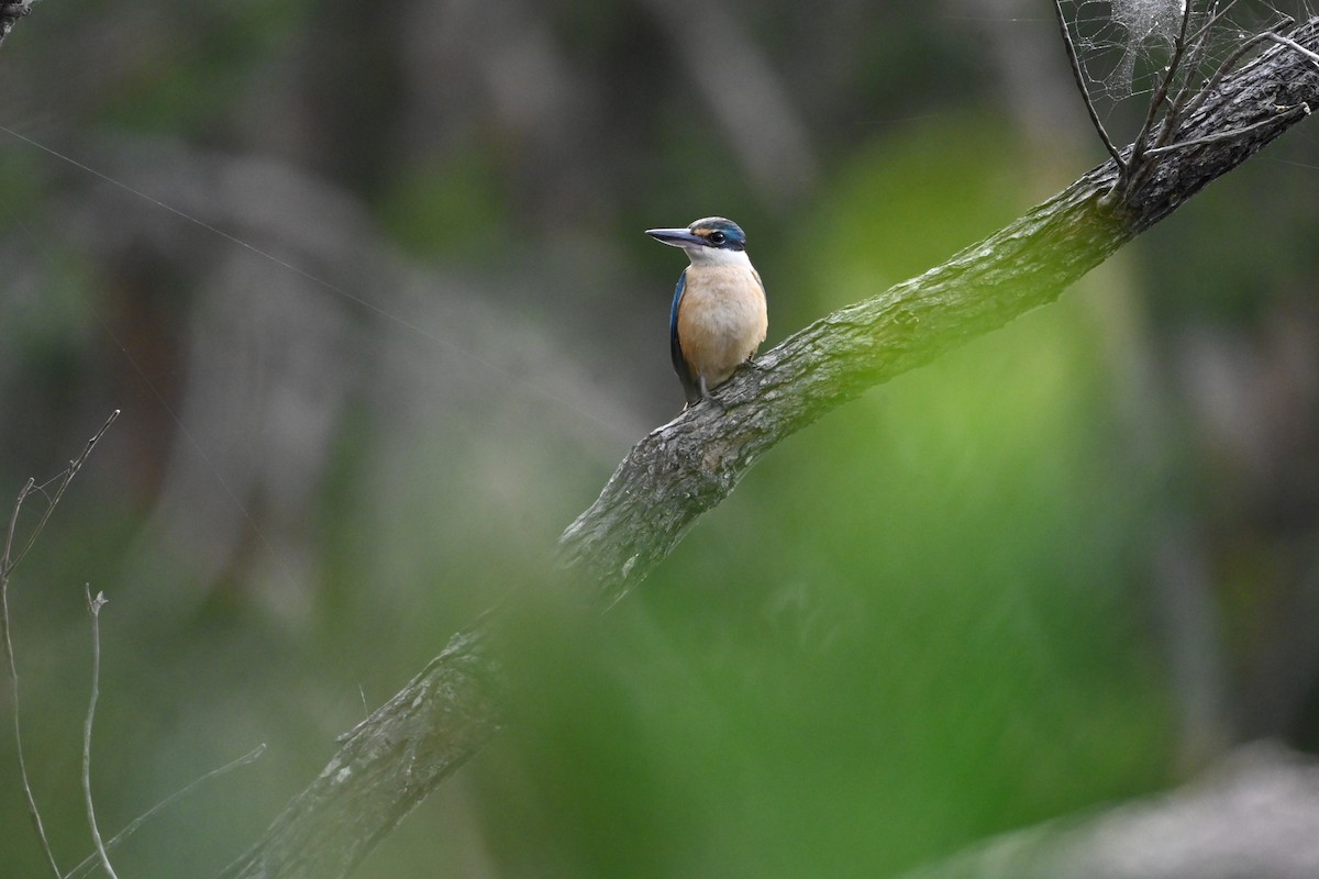 Scarlet Myzomela - ML644306888