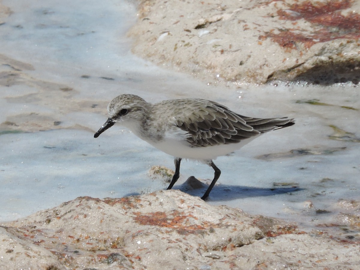 Red-necked Stint - ML644306889