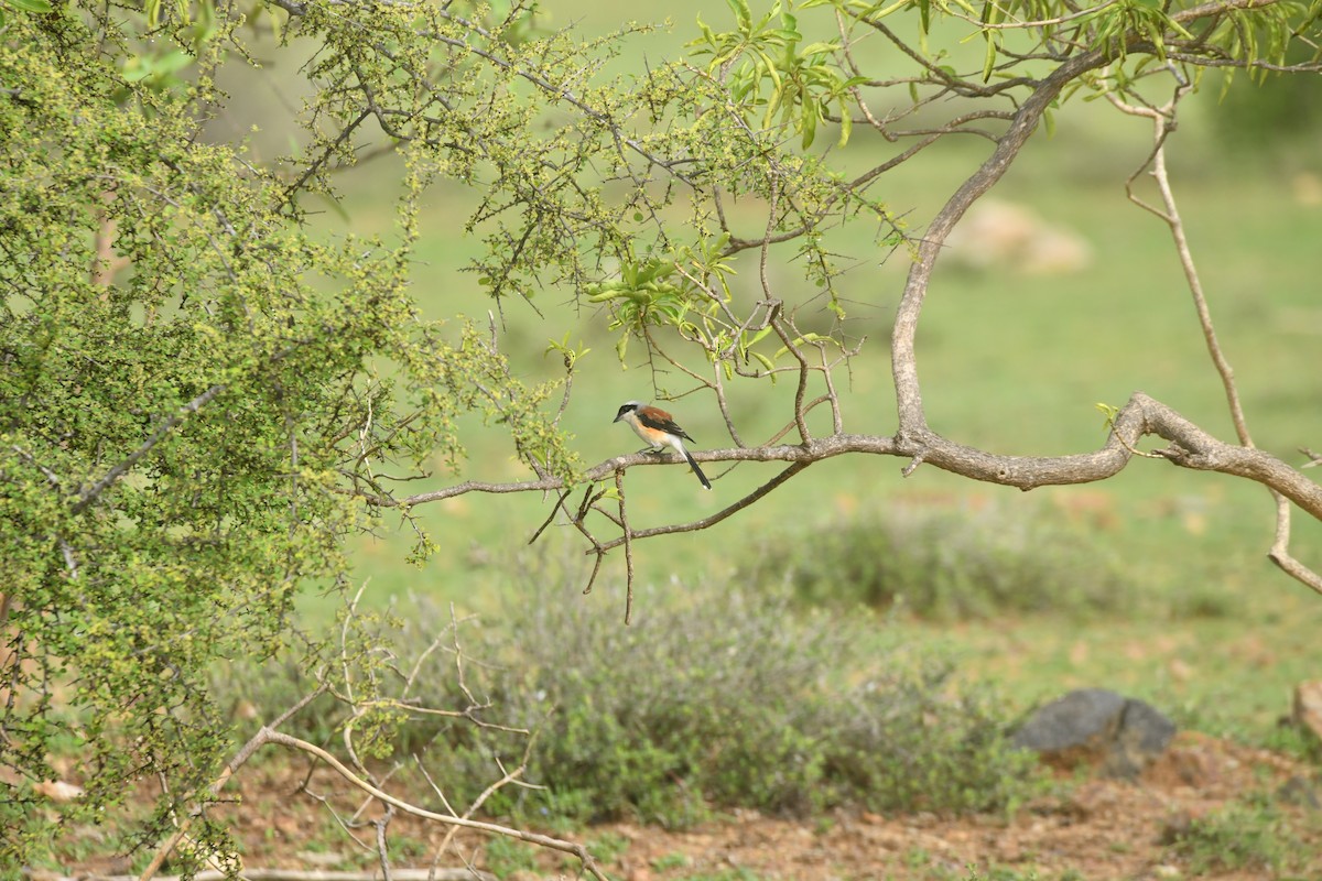 Bay-backed Shrike - ML644306890
