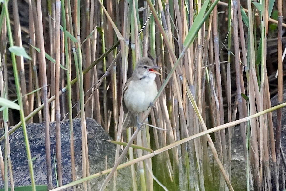 Australian Reed Warbler - ML644306891