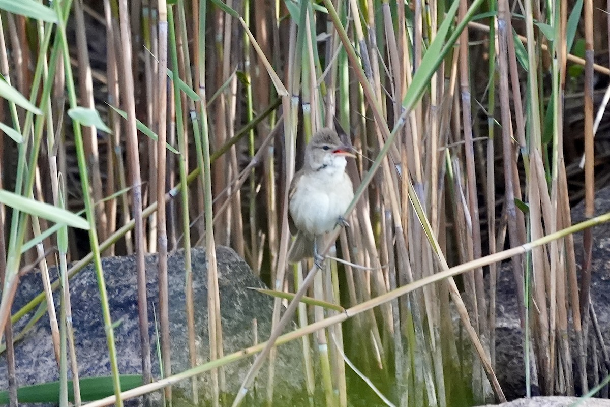 Australian Reed Warbler - ML644306892