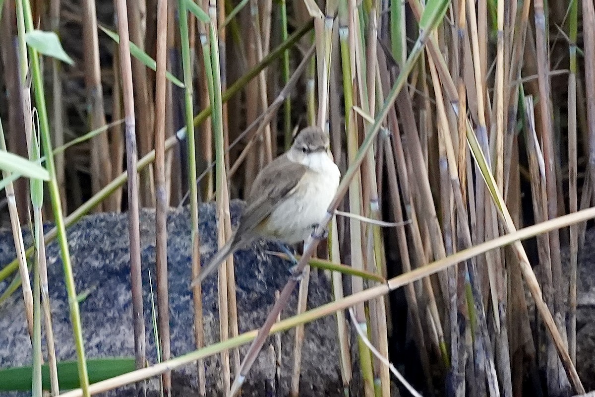 Australian Reed Warbler - ML644306893