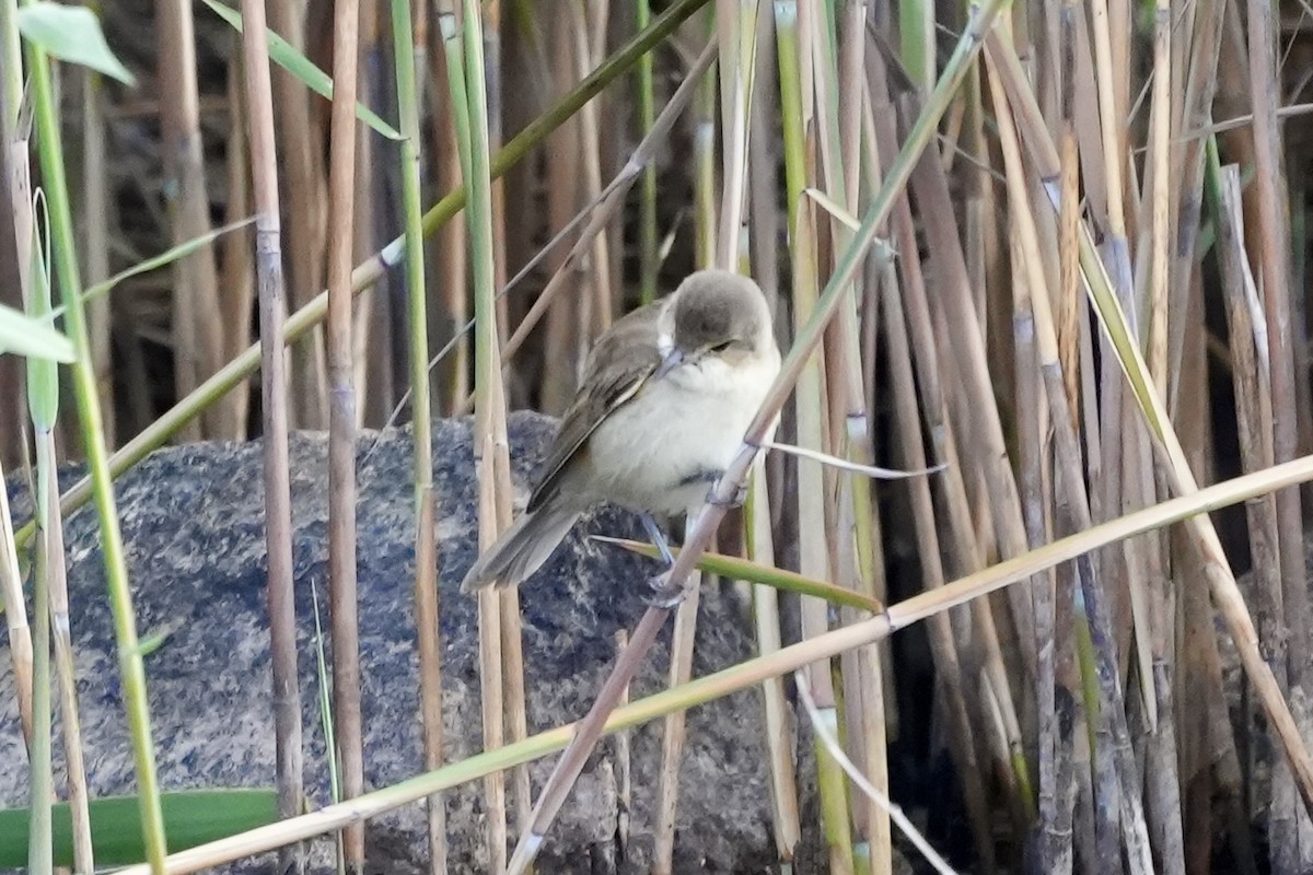 Australian Reed Warbler - ML644306894