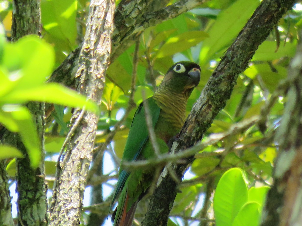 Maroon-bellied Parakeet - ML644306895