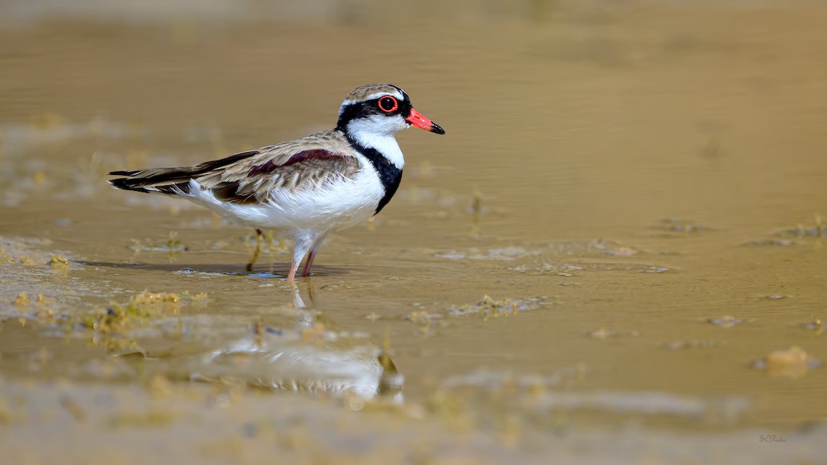 Black-fronted Dotterel - ML644306896