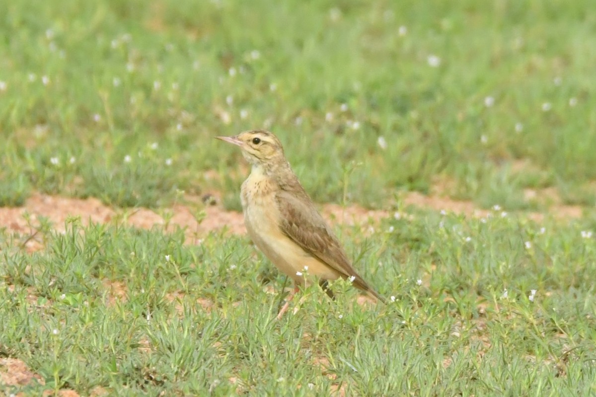 Tawny Pipit - ML644306897